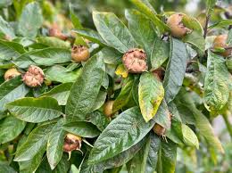 Attēlu rezultāti vaicājumam “Mespilus germanica leaf”