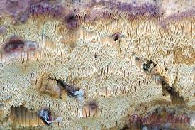 Attēlu rezultāti vaicājumam “Hapalopilus aurantiacus”