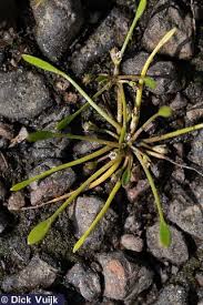 Attēlu rezultāti vaicājumam “Subularia aquatica leaf”