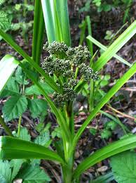Attēlu rezultāti vaicājumam “Scirpus sylvaticus bud”