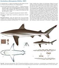 Image result for Carcharhinus albimarginatus
