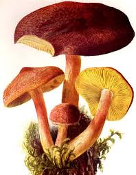 Attēlu rezultāti vaicājumam “Tricholomopsis rutilans”