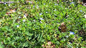 Attēlu rezultāti vaicājumam “Veronica persica flower”