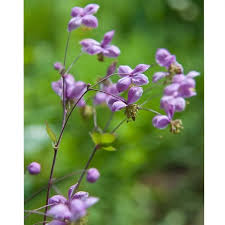 Attēlu rezultāti vaicājumam “Thalictrum”