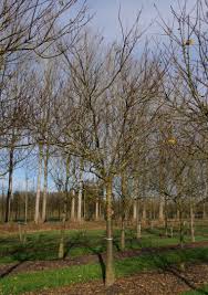 Attēlu rezultāti vaicājumam “Prunus armeniaca”