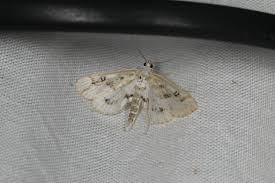 Attēlu rezultāti vaicājumam “Parapoynx stratiotata”