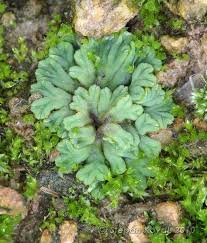 Attēlu rezultāti vaicājumam “Riccia sorocarpa macro”