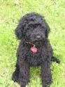 obama dog obama, dog for obama