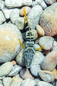 Image result for Serranus scriba