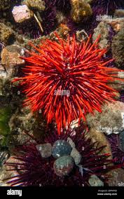 Image result for Mesocentrotus franciscanus