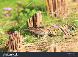 Image result for Anthus gustavi