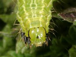 Attēlu rezultāti vaicājumam “Autographa excelsa”