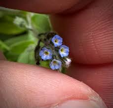 Attēlu rezultāti vaicājumam “Myosotis ramosissima flower”