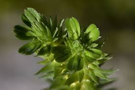 Attēlu rezultāti vaicājumam “Huperzia selago”