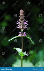 Attēlu rezultāti vaicājumam “Stachys palustris leaf”