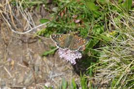 Attēlu rezultāti vaicājumam “Pyrgus alveus underside”