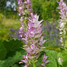 Image result for Salvia sclarea