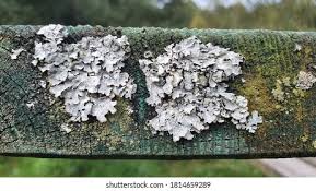 Attēlu rezultāti vaicājumam “Physcia tenella”