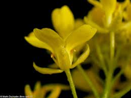 Attēlu rezultāti vaicājumam “Bunias orientalis flower”