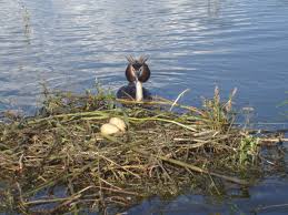 Attēlu rezultāti vaicājumam “Podiceps cristatus nest”