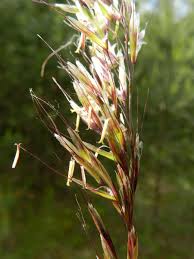 Attēlu rezultāti vaicājumam “Helictotrichon pubescens”