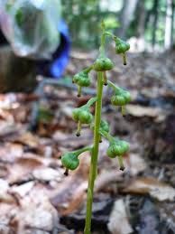 Attēlu rezultāti vaicājumam “Pyrola media”