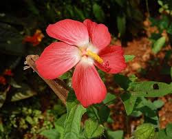 Image result for Abelmoschus moschatus