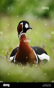 Attēlu rezultāti vaicājumam “Branta ruficollis”