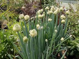Résultat de recherche d'images pour "Allium fistulosum"