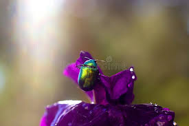 Attēlu rezultāti vaicājumam “Linaeidea aenea”