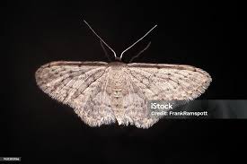 Attēlu rezultāti vaicājumam “Idaea seriata”