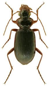 Attēlu rezultāti vaicājumam “Leistus ferrugineus”