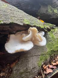 Attēlu rezultāti vaicājumam “Hericium cirrhatum”