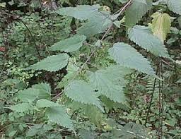 Attēlu rezultāti vaicājumam “Urtica urens leaf”