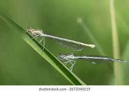 Attēlu rezultāti vaicājumam “Platycnemis pennipes female”