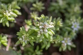 Attēlu rezultāti vaicājumam “Sedum hispanicum flower”