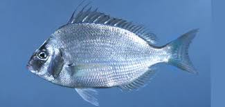 Image result for Stenotomus chrysops