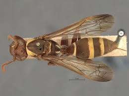 Attēlu rezultāti vaicājumam “Polistes”