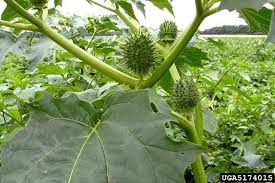 Image result for Datura stramonium