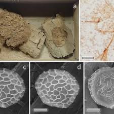 Attēlu rezultāti vaicājumam “Licea pusilla spores”