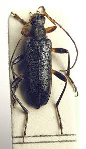 Attēlu rezultāti vaicājumam “Cortodera femorata”