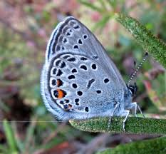 Attēlu rezultāti vaicājumam “Vacciniina optilete male”