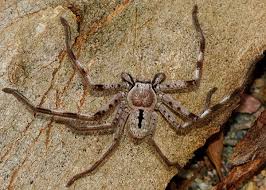 Attēlu rezultāti vaicājumam “Sparassidae”