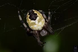 Attēlu rezultāti vaicājumam “Araneus marmoreus”