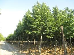 Attēlu rezultāti vaicājumam “Tilia platyphyllos subsp. cordifolia”
