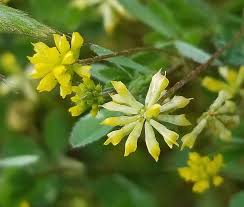 Attēlu rezultāti vaicājumam “Trifolium dubium”