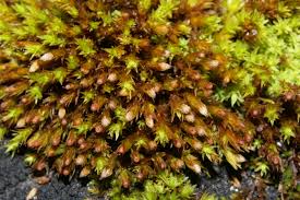 Attēlu rezultāti vaicājumam “Orthotrichum cupulatum var. riparium”