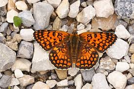Attēlu rezultāti vaicājumam “Melitaea phoebe underside”