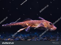 Image result for Hydrolagus colliei