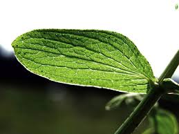 Attēlu rezultāti vaicājumam “Hypericum maculatum leaf”